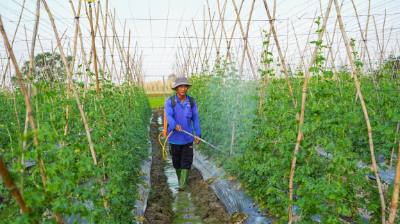 Cử tri nông dân mong muốn các đại biểu dân cử quan tâm hơn đến chính sách hỗ trợ sản xuất và ổn định đầu ra nông sản. Ảnh: Minh Phú - TTXVN