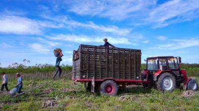 Nhiều cử tri nông dân kỳ vọng các đại biểu dân cử sẽ quan tâm hơn đến chính sách hỗ trợ sản xuất, đầu tư hạ tầng nông thôn và ổn định đầu ra cho nông sản. Ảnh: Minh Phú – TTXVN